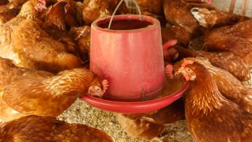 Los beneficios de la primavera para las gallinas